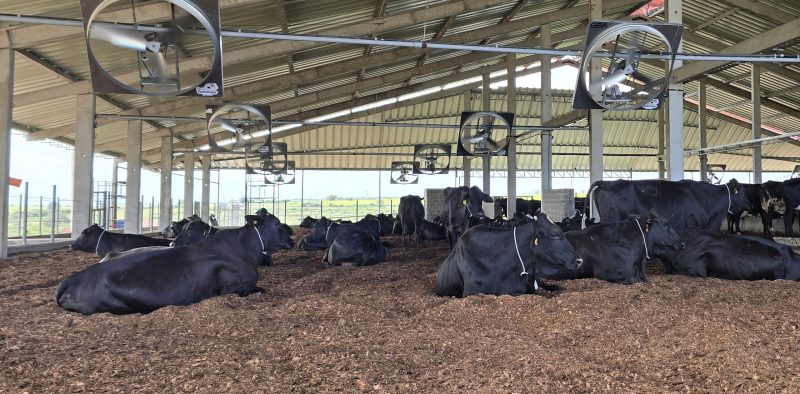 084009- Fazenda Polilac - Garanhuns