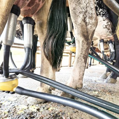 A imagem captura um momento do processo de ordenha mecânica em uma fazenda leiteira