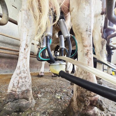 A imagem captura um momento do processo de ordenha mecânica em uma fazenda leiteira(1)