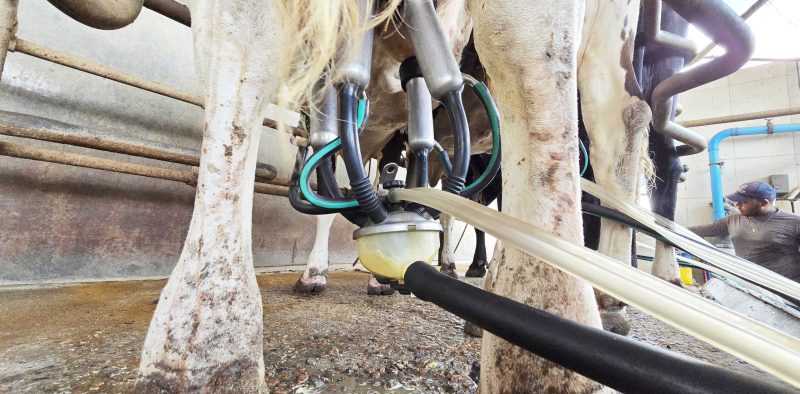 A imagem captura um momento do processo de ordenha mecânica em uma fazenda leiteira(1)
