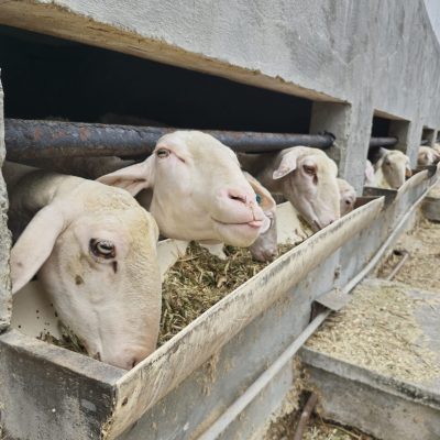 A imagem mostra um grupo de ovelhas em um ambiente fechado, provavelmente um estábulo ou curral. As ovelhas estão aglomeradas em um cocho, onde se alimentam.