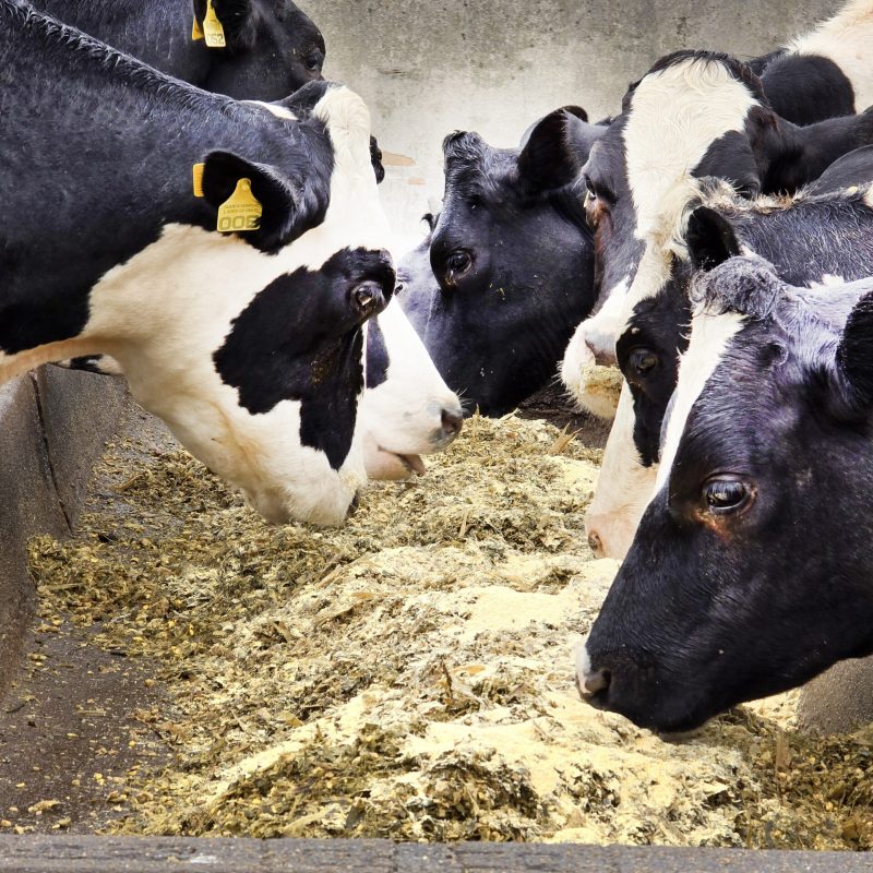 A imagem mostra um grupo de vacas em um estábulo. Os animais estão reunidos em torno de um cocho, com suas cabeças inclinadas para baixo, enquanto se alimentam.