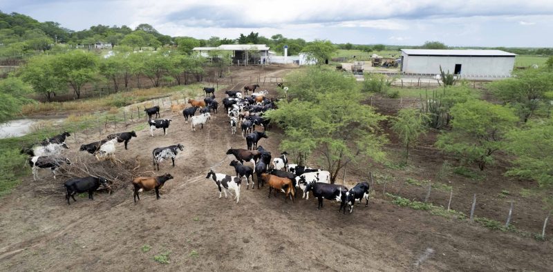 A imagem mostra uma fazenda com diversas vacas pastando em um campo aberto. Ao fundo, há algumas construções rurais e árvores. O céu está parcialmente nublado_