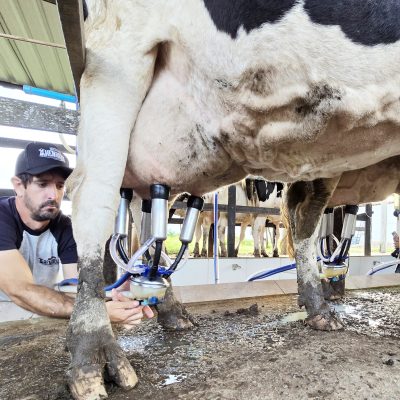 Homem de boné retirando leite_ordenhando diretamente da vaca