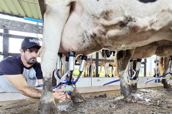 Homem de boné retirando leiteordenhando diretamente da vaca.